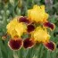 Ірис Pumila Bright фото