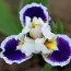 Ірис Pumila Dancing Around фото