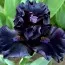 Ірис Pumila Dark Matter фото