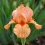 Ірис Pumila Desert Orange фото