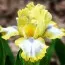 Ірис Pumila Easter фото