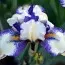 Ірис Pumila Fairy Legion фото