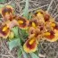 Ірис Pumila Gingerbread Trim фото