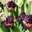Ірис Pumila I Go Crazy фото