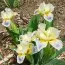 Ірис Pumila Spring Into Summer фото