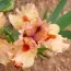 Ірис Pumila Joyful Love фото