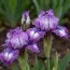 Ірис Pumila Lucky фото