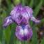 Ірис Pumila Lucky фото