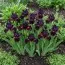 Ірис Pumila Matador Cap фото