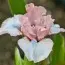 Ірис Pumila Pumila Oh So Sweet фото