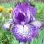 Ірис Pumila Peppered Bluebell фото