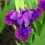Ірис Pumila Plum Twist фото