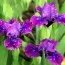 Ірис Pumila Plum Twist фото