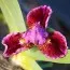 Ірис Pumila Ray of Light фото
