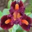 Ірис Pumila Roaring Fire фото