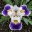 Ірис Pumila So Noted фото
