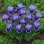 Ірис Pumila Thimble фото
