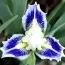 Ірис Pumila Twinkle Little Star фото