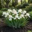 Ірис Pumila White Bow Tie фото