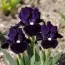 Ірис Pumila Wish Upon a Star фото