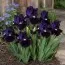 Ірис Pumila Wish Upon a Star фото