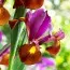 Ірис Hollandica Red Ember фото