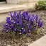 Ірис reticulata Blue Note фото