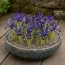Ірис reticulata Blue Note фото