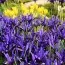 Ірис reticulata Blue Note фото