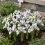 Ірис reticulata Eye Catcher фото