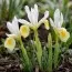 Ірис reticulata Frozen Planet фото