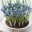 Ірис reticulata Gordon фото