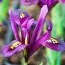 Ірис reticulata J.S. Dijt фото