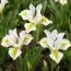 Ірис reticulata North Star фото