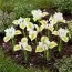 Ірис reticulata North Star фото