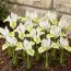 Ірис reticulata North Star фото
