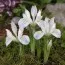 Ірис reticulata Polar Ice фото