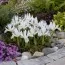 Ірис reticulata Polar Ice фото