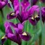 Ірис reticulata Purple Hill фото