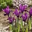 Ірис reticulata Purple Hill фото