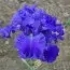 Ірис Riversong фото