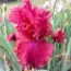 Ірис Rosy Rogue фото