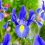 Ірис Hollandica Sapphire Beauty фото
