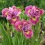 Ірис Sibirica Ruby Gold фото