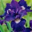 Ірис Siberica Shirley Pope фото