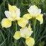 Ірис Sibirica Butter and Sugar фото