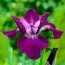 Ірис Sibirica Hubbard фото