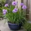 Ірис Sibirica Pink Parfait фото