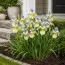 Ірис Sibirica Tipped in Blue фото