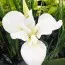 Ірис Siberica Dreaming Green фото